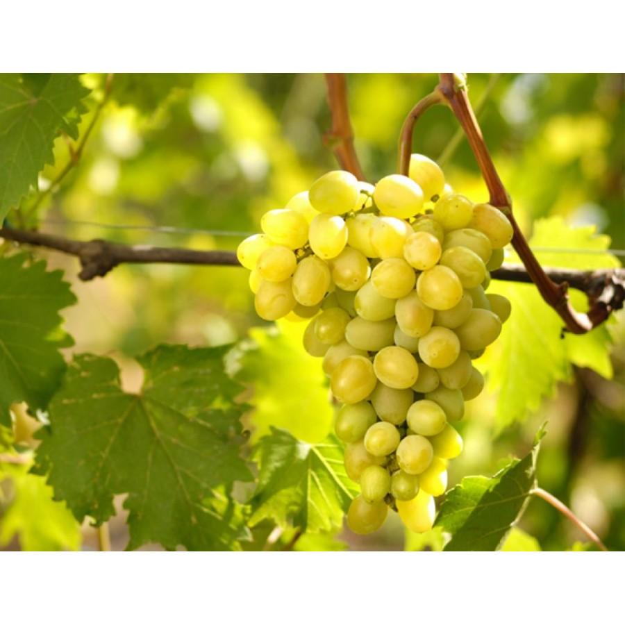 Виноград тайфи где выращивают. описание сорта винограда тайфи | дачная жизнь