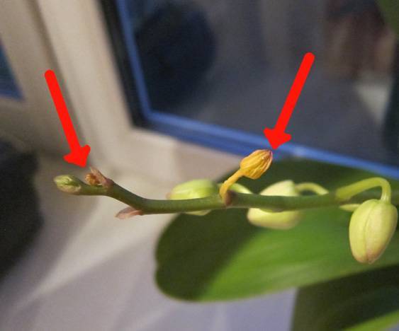 Почему у орхидеи опадают бутоны. как помочь растению зацвести.