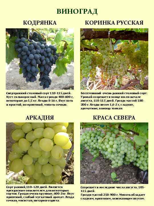 Описание сорта винограда кодрянка (+фото)