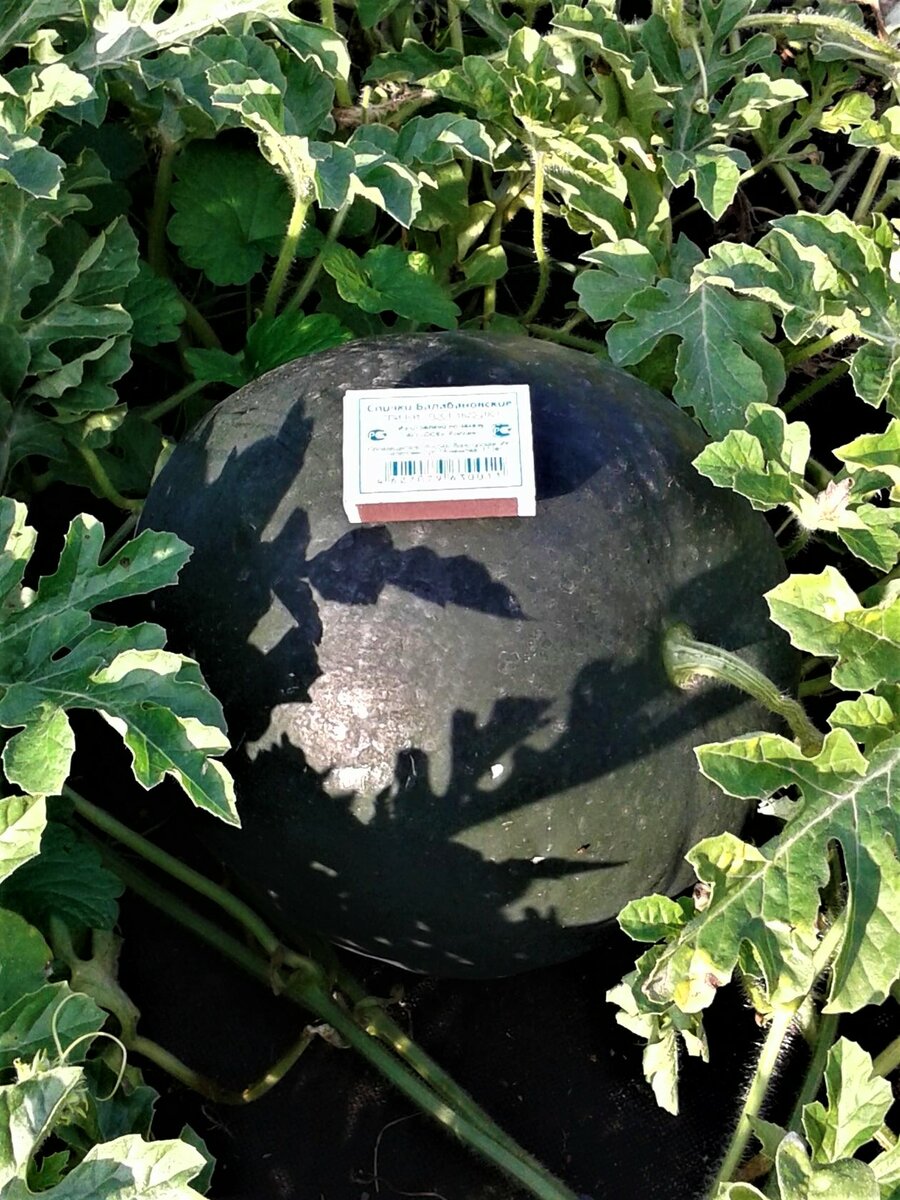 Арбуз огонек: описание сорта, выращивание в открытом грунте и теплице с фото