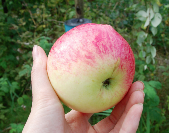 Летние сорта яблонь для нижегородской области с фото и описанием