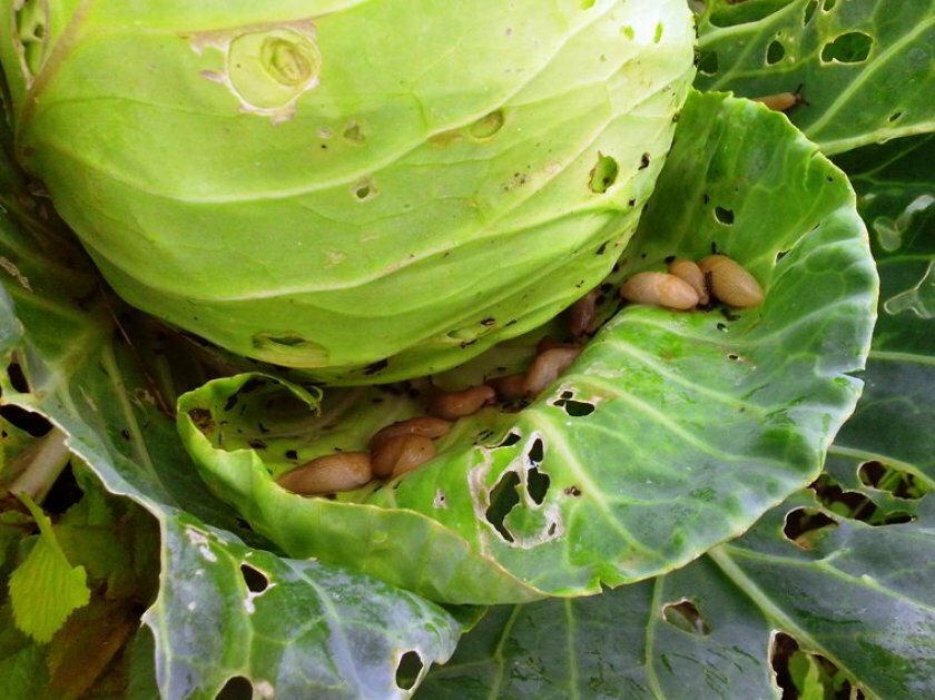 Чем обрабатывать капусту от блох, чтобы не навредить овощу
