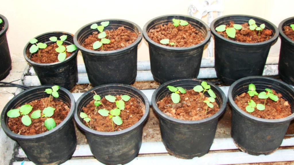 Как вырастить гейхеру из семян?