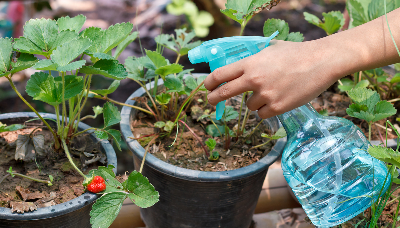 10 лучших способов, как в открытом грунте увеличить урожай клубники