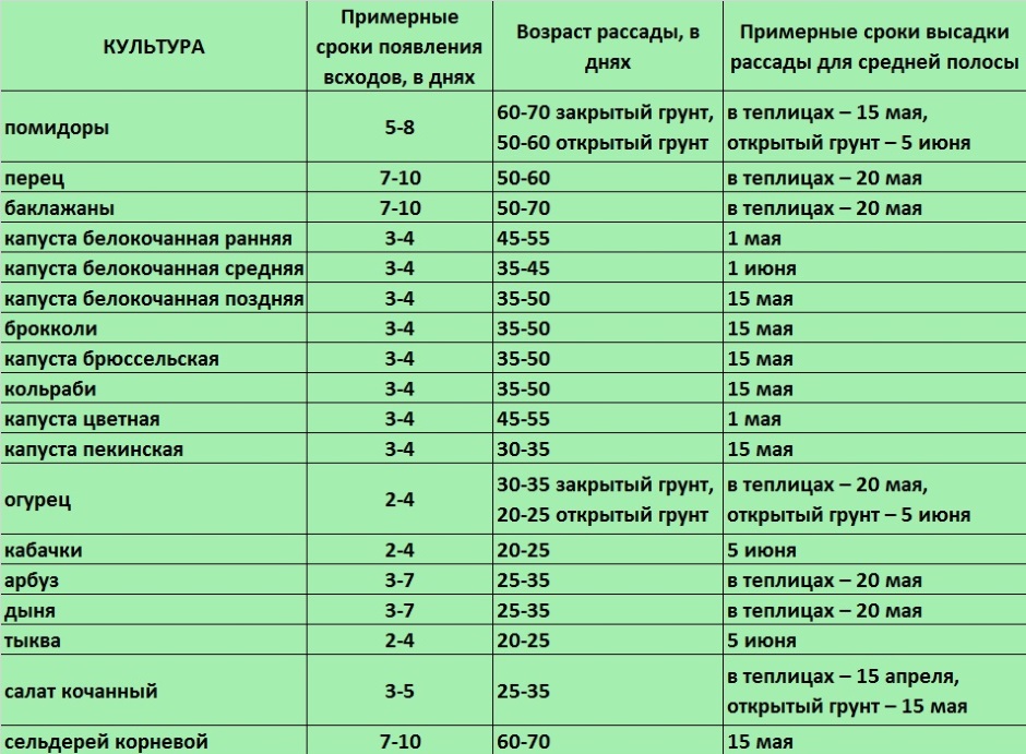 10 важных правил выращивания огурцов в открытом грунте. сроки посева, уход. фото — ботаничка.ru