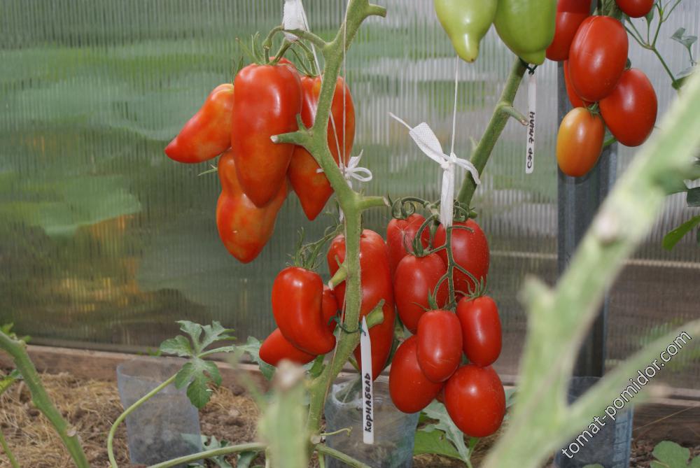 Томаты алсу: описание сорта с фото, а также характеристики плодов и урожайность, советы по выращиванию помидоров
