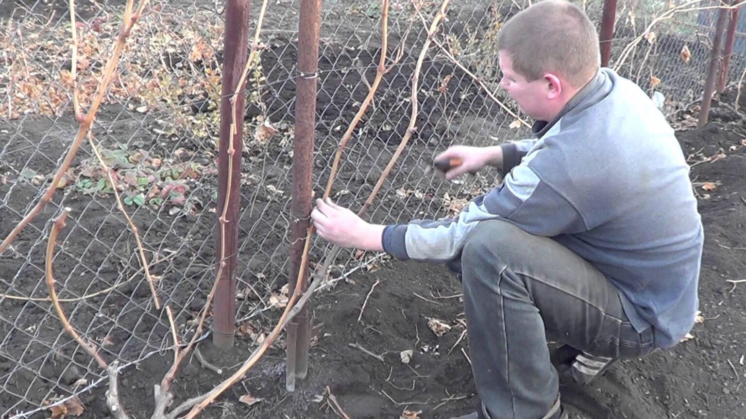 Подвязка винограда — способы, сроки и другие особенности