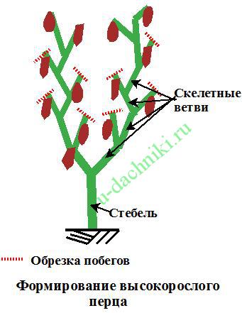 Формировка перца в открытом грунте схема видео