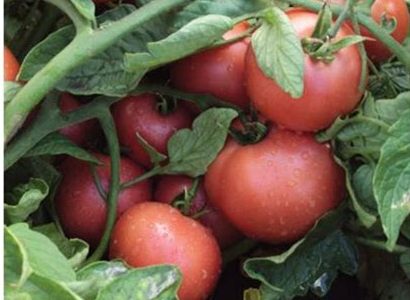 Томат пинк уникум: характеристика и описание сорта, урожайность с фото