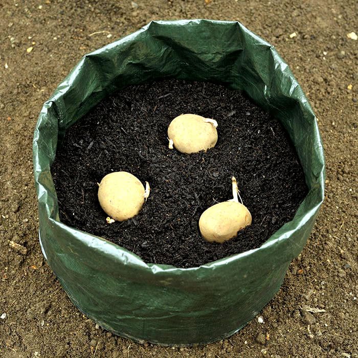 Картофель в бочке: преимущества и особенности выращивания