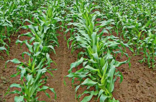 Технология возделывания кукурузы на силос, особенности и применение культуры