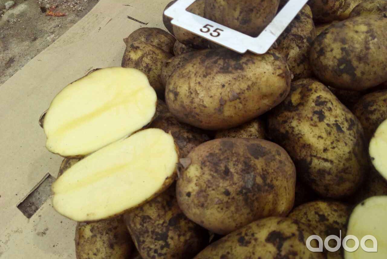 Джувел сорт картофеля