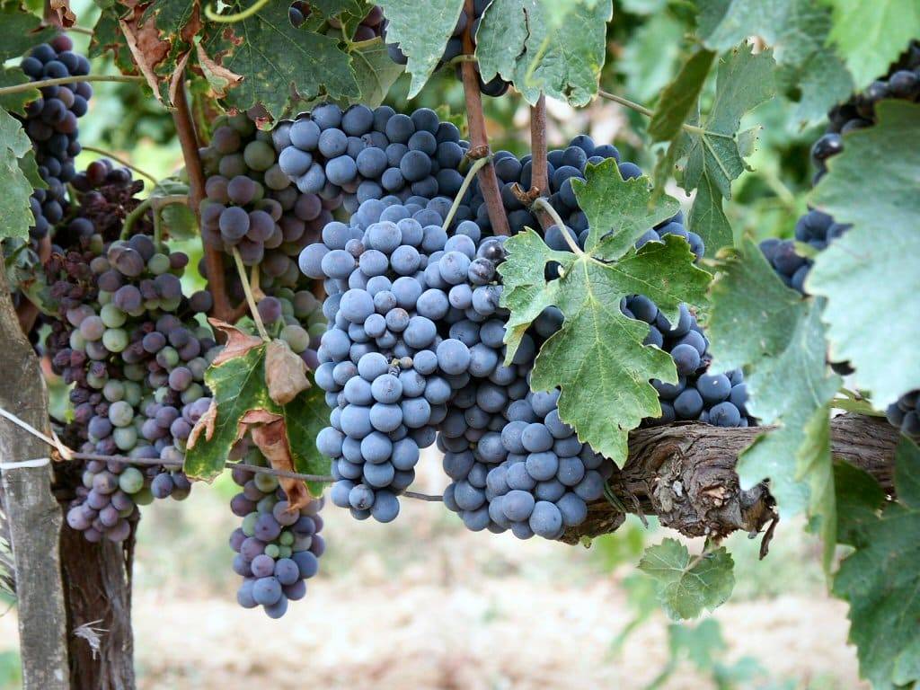 Описание и характеристика винограда сорта Санджовезе, посадка и уход