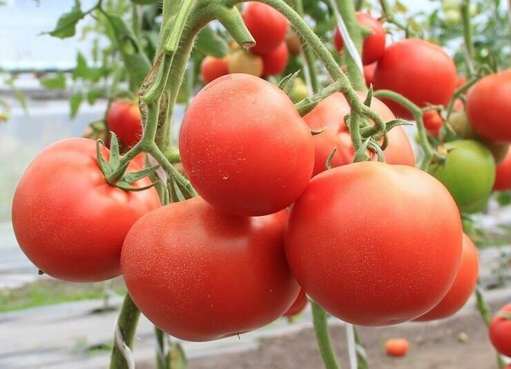 Какие сорта помидоров лучше для засолки?