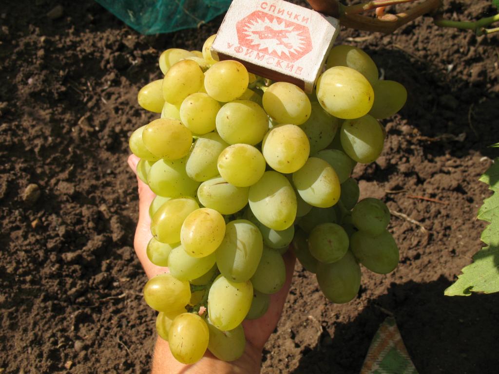 Особенности и правила посадки винограда - vinograd-loza