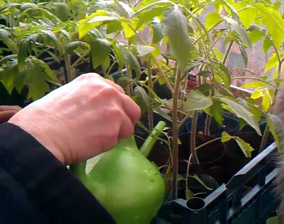 Рассада помидоров плохо растет после пикировки – что делать, причины, чем подкормить томаты.