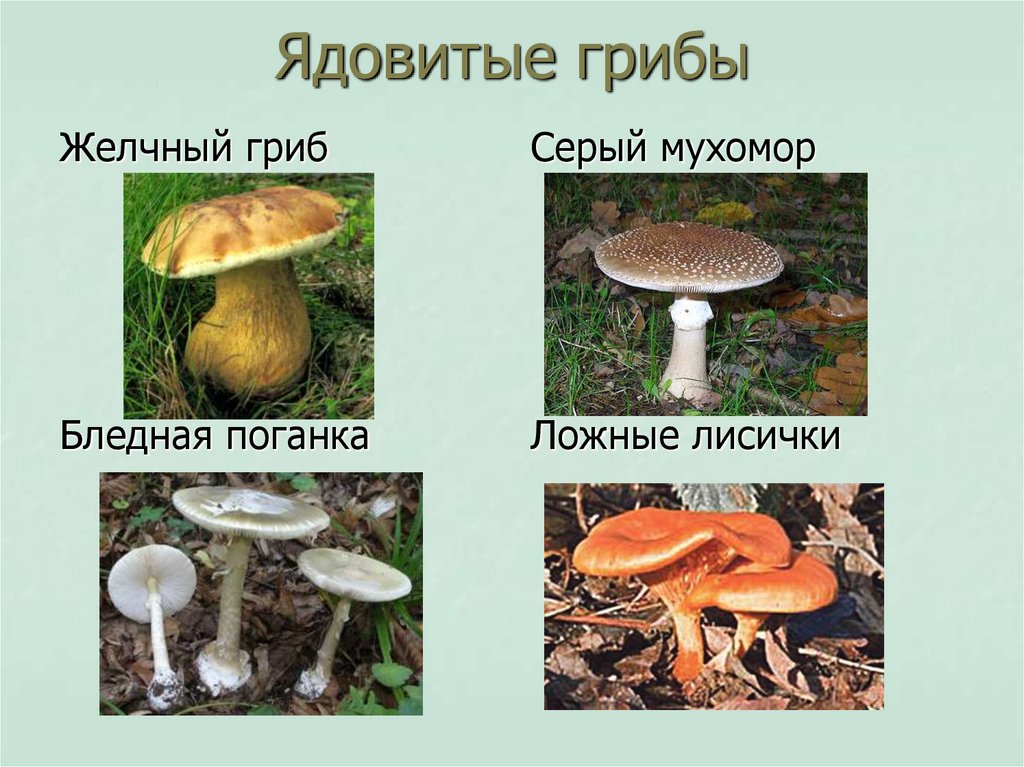 В чем особенность гриба гигрофор бурый?