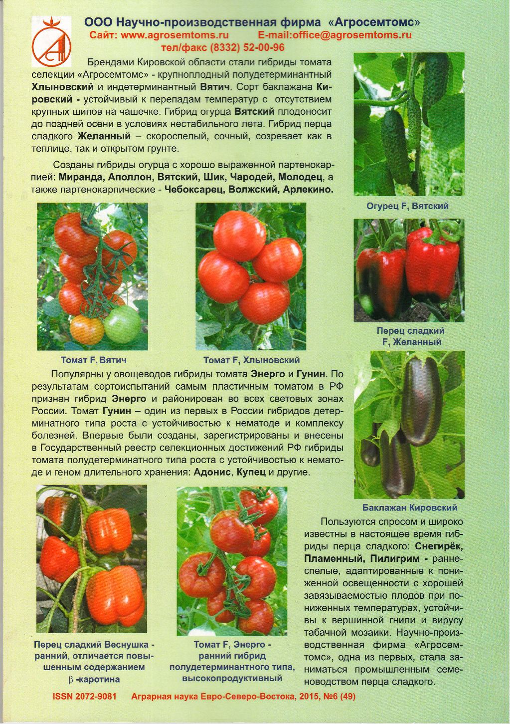 Томат раджа — описание сорта, фото, урожайность и отзывы садоводов