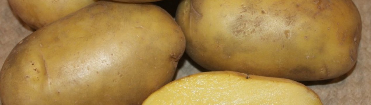 Описание и характеристика картофеля сорта Гулливер, посадка и уход