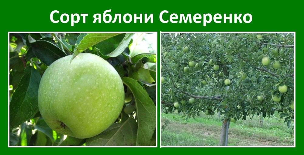 Яблоки сорт семеренко, характеристика и описание, вкус, отзывы, фото