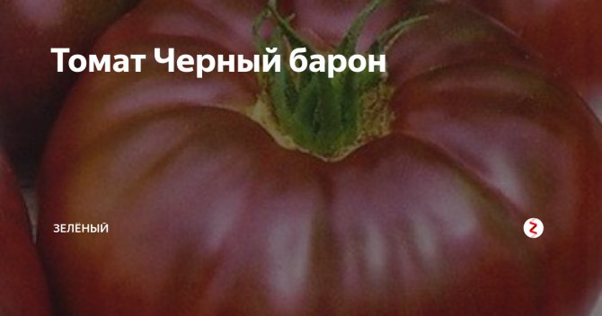 Томат черная богиня: описание сорта, отзывы, фото, урожайность | tomatland.ru