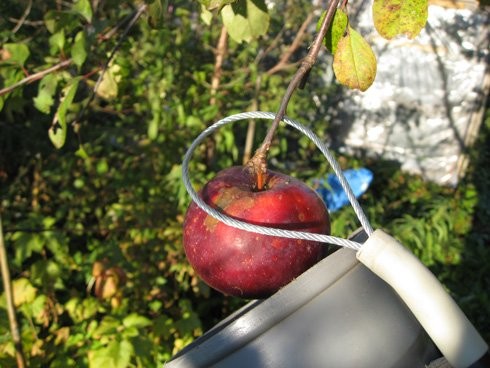Приспособление для сбора яблок с дерева своими руками
приспособление для сбора яблок с дерева своими руками