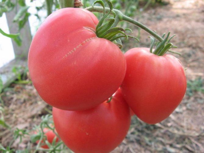 Томат "любовь f1": характеристика и описание сорта помидоров с фото, отзывы об урожайности