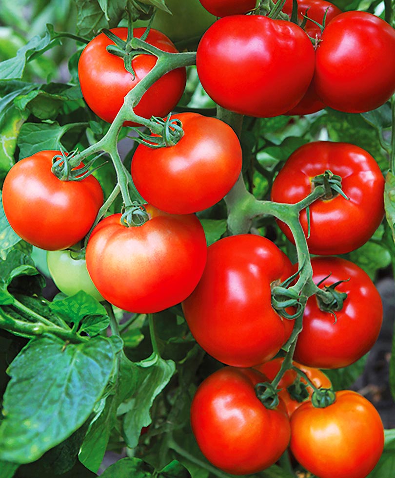 Негибридные сорта томатов