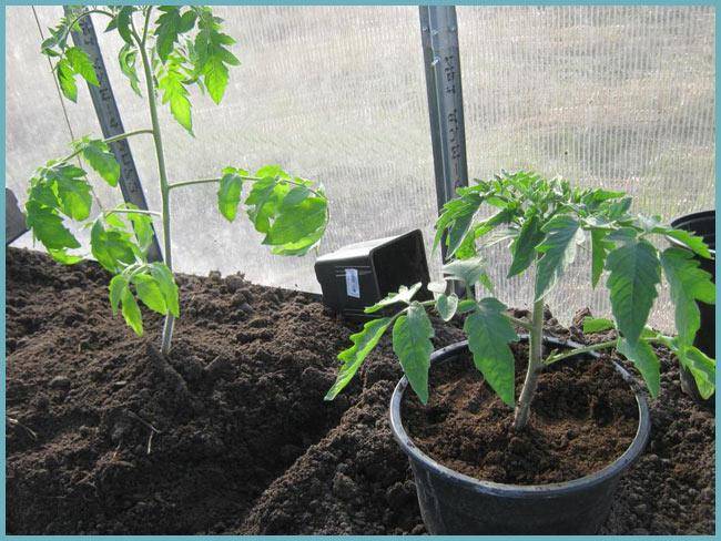 Рассада помидоров: когда высаживать в теплицу и как защитить от заморозков. когда и как пересаживать рассаду помидоров в теплицу