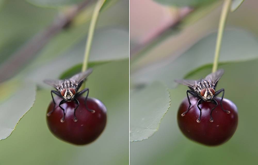 Методы борьбы с вишневой мухой