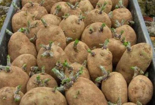 Нужно ли обрывать цветы у картофеля: для чего это делают