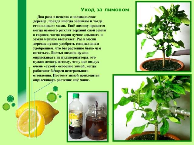 Лимонное дерево: уход в домашних условиях, полив, подкормка и обрезка растения - sadovnikam.ru