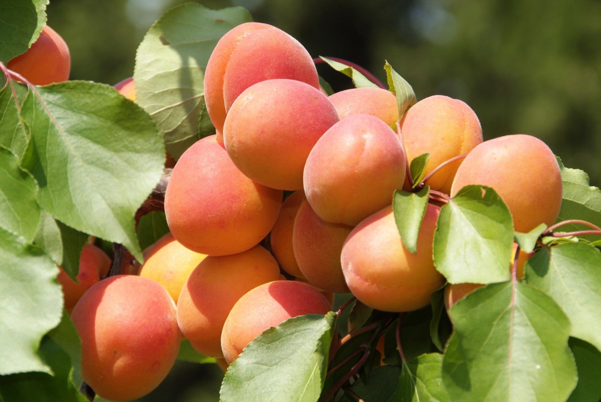 Сорт царский абрикос :описание, полезные свойства и уход