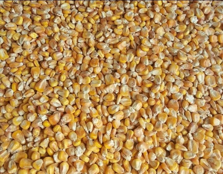 Стоит ли выращивать кормовую кукурузу?