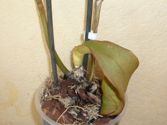 Как реанимировать подсохшую. Орхидея фаленопсис пожелтели листья. Орхидея Цимбидиум размножение. Орхидея фаленопсис вянут листья. Орхидея фаленопсис сохнут корни.