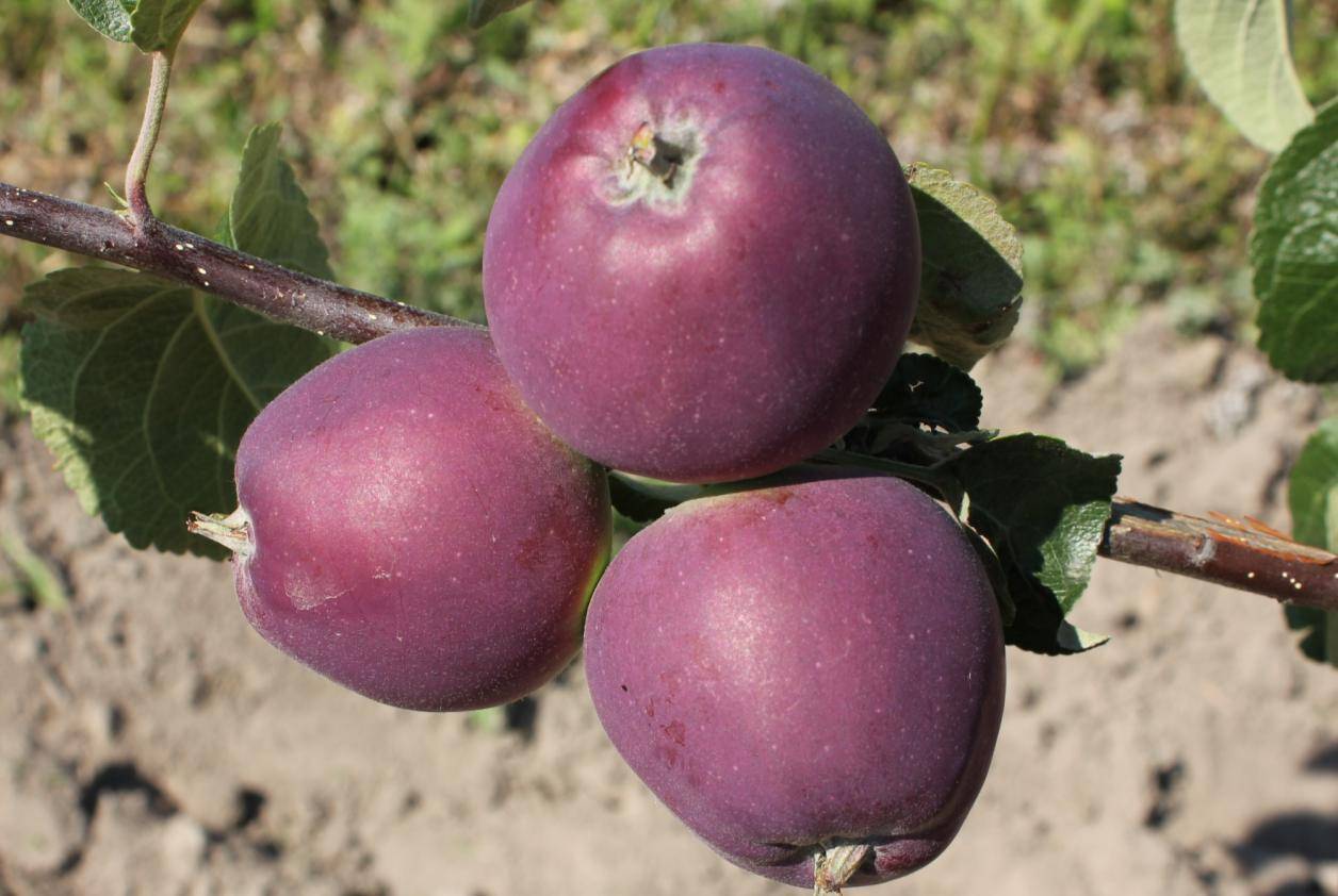 Описание и технология выращивания яблони сорта Вишневое