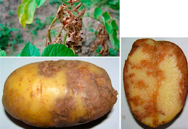 Описание и лечение болезней картофеля, методы борьбы народными и химическими средствами