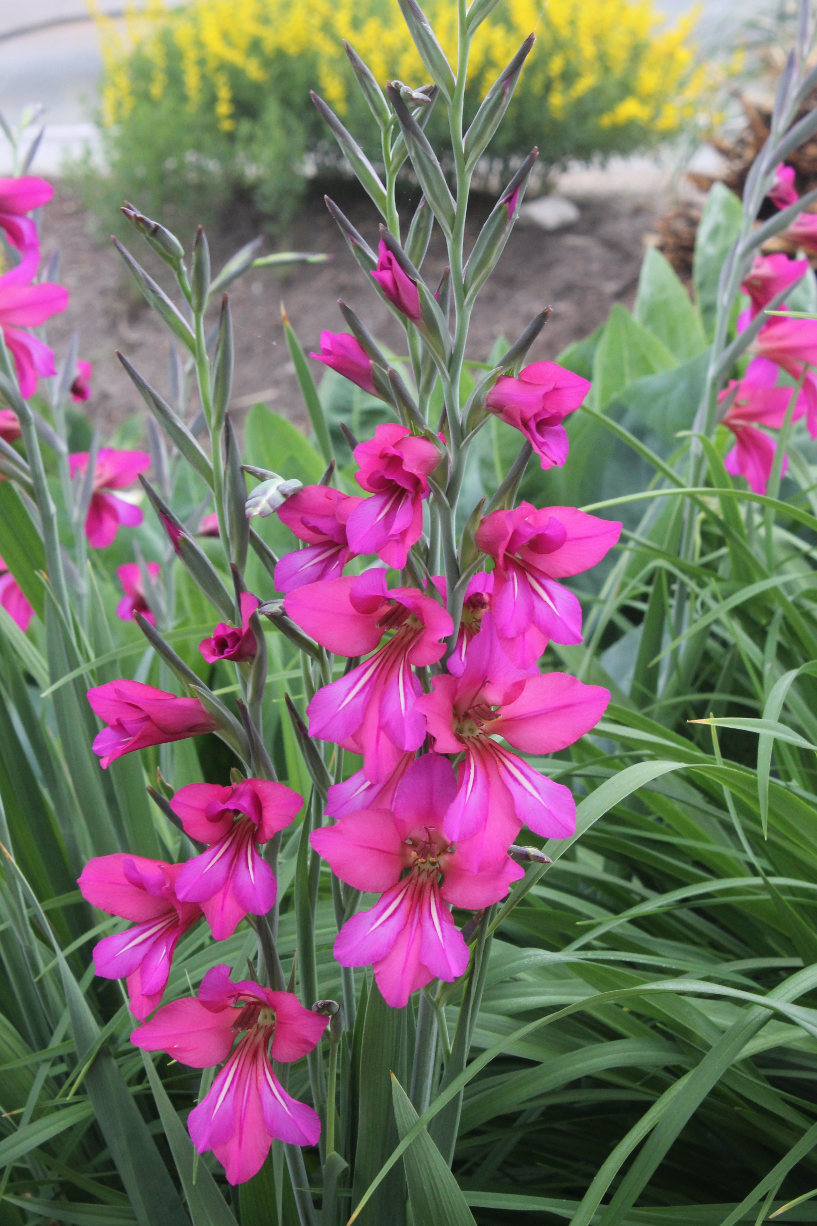 Gladiolus byzantinus Гладиолус Византийский