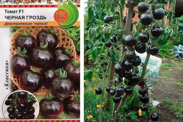 Томат черная гроздь: описание, отзывы, фото, характеристика | tomatland.ru