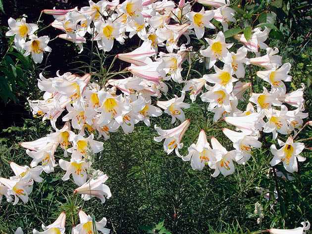 Лилия (101 фото): посадка и уход за цветком в открытом грунте. как выглядит садовая лилия? как рассаживать луковицы весной? оформление участка лилиями