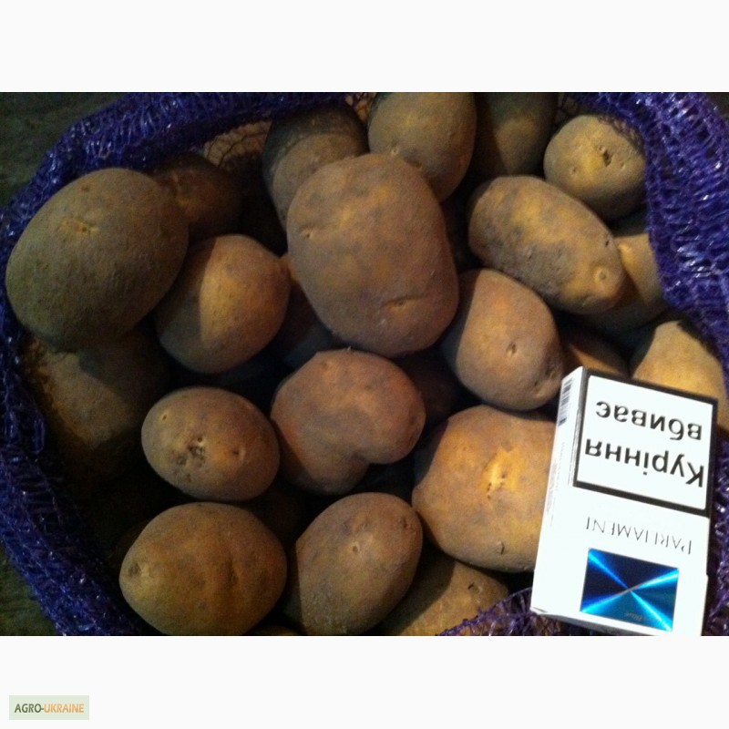 Картофель «наташа»: описание сорта, фото, отзывы