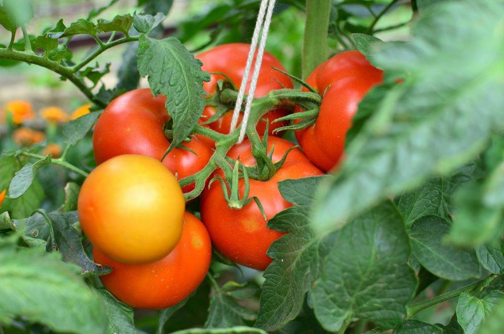 10 лучших сортов низкорослых томатов