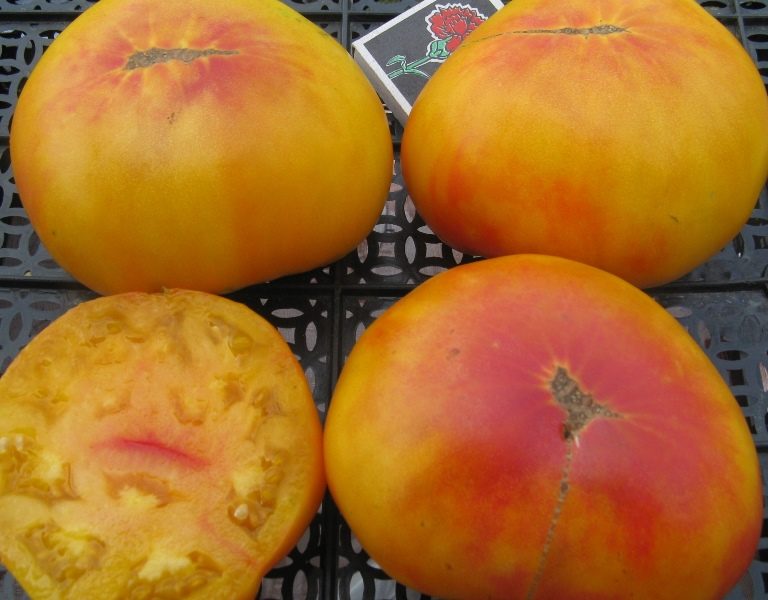 Сорт помидор «загадка»: характеристика, описание и фото ультраскороспелого томата
