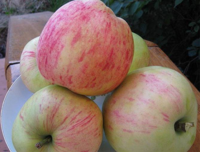 Характеристика яблони летнего сорта яблочный спас. сорт яблони яблочный спас описание и общая информация о дереве