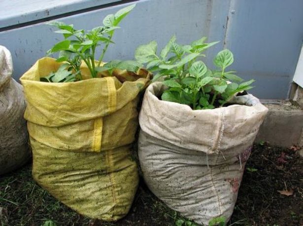 Как посадить и вырастить картофель в мешках технология пошагово, сроки, фото и видео