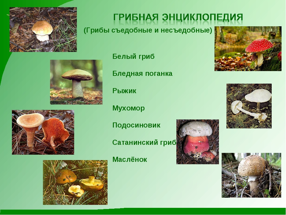 Грибы в волгоградской области съедобные. есть ли грибы в волгограде?