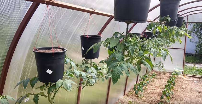 Как правильно ухаживать за томатами (помидорами) в бочке: технология выращивания