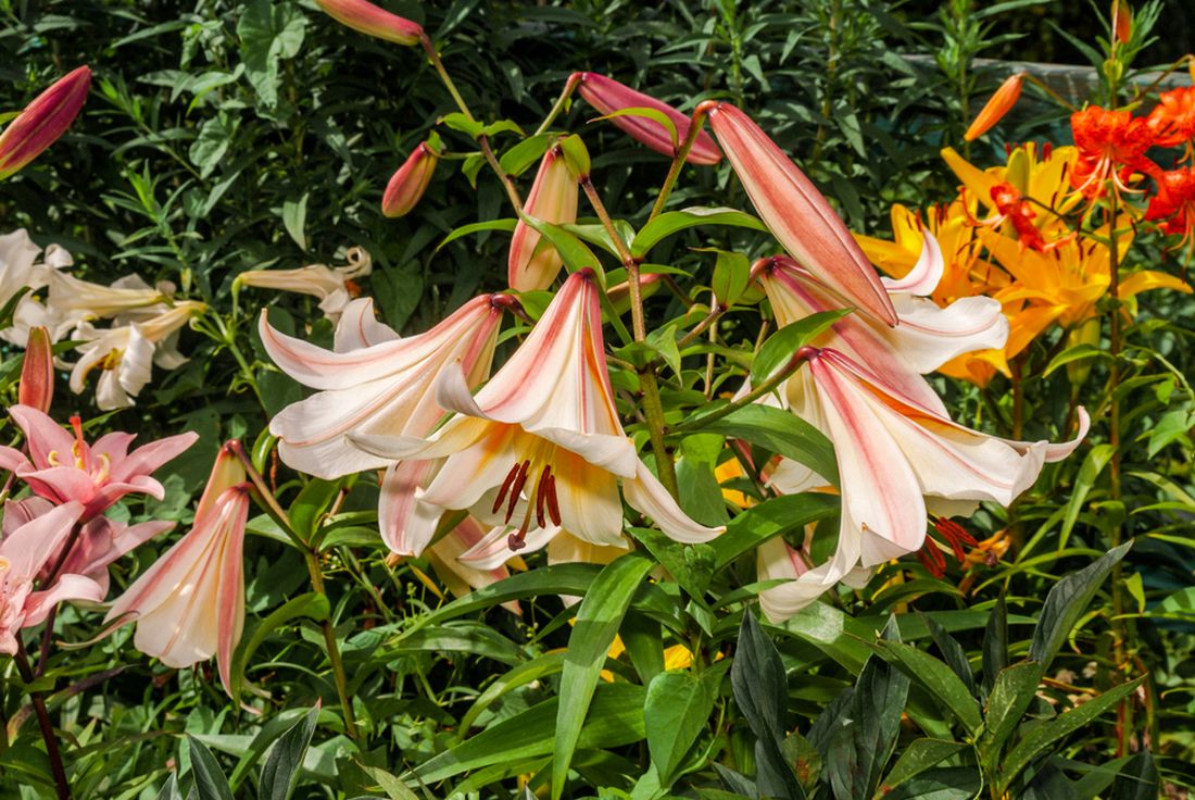 Лилии — посадка и уход в открытом грунте, сорта, правила размножения