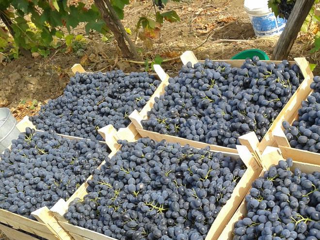 Как хранить зимой виноградные чубуки. как сохранить черенки винограда зимой до весны