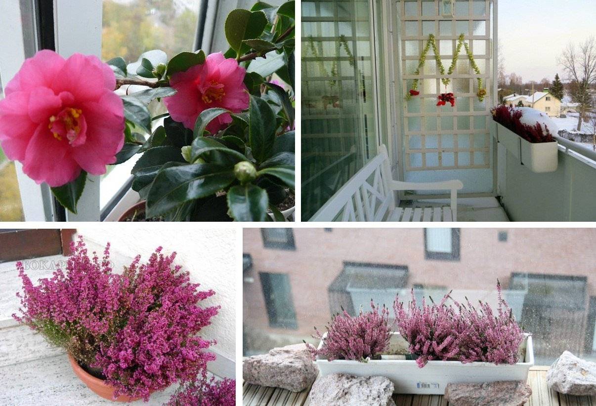 Цветы для летнего балкона и лоджии: список и фото